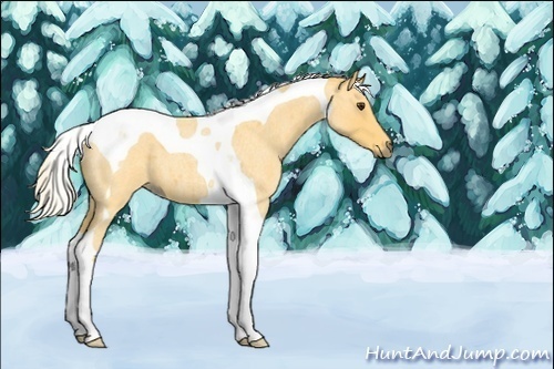 Horse Color:Palomino Roan Tobiano 