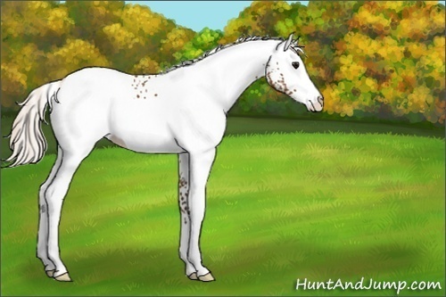 Horse Color:White Spotted Silver Buckskin 