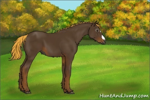Horse Color:Gray Chocolate Palomino 