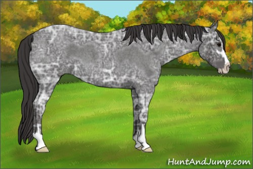 Horse Color: Smoky Blue Ice Roan Sabino 