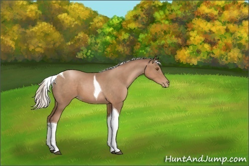 Horse Color:Silver Black Pearl Sabino Tobiano