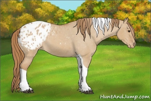 Horse Color: Red Dun Tobiano Blanket 