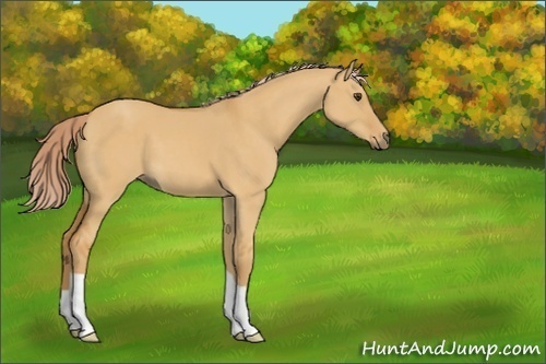 Horse Color:Palomino Dun 