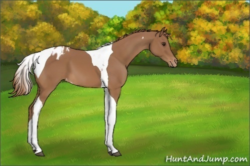 Horse Color:Chestnut Tobiano Varnish 