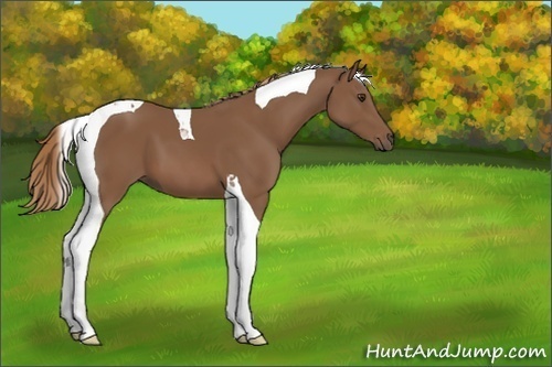 Horse Color:Chestnut Tobiano