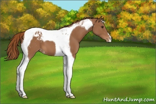 Horse Color:Chestnut Tobiano Blanket 
