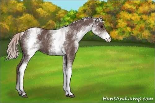 Horse Color:White Spotted Silver Black 