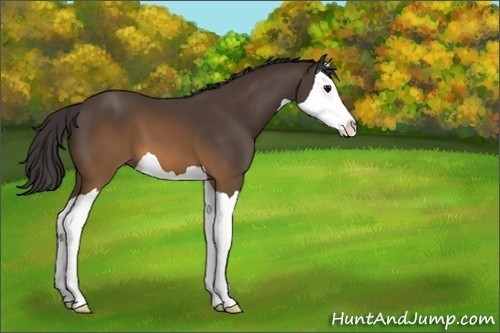 Horse Color:Buckskin Splash 