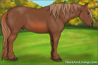Horse Color:Liver Chestnut 