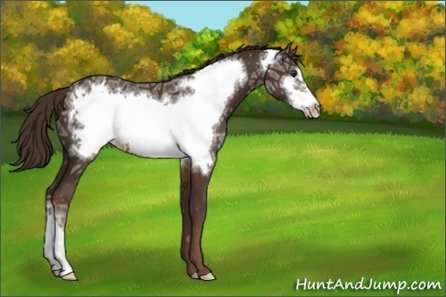 Horse Color:Liver Chestnut Ice Frame Appaloosa 
