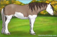 Horse Color:Classic Champagne Splash