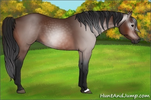 Horse Color:Gray Bay 
