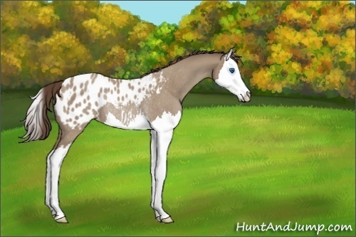 Horse Color:Classic Champagne Roan Splash Blanket Rabicano