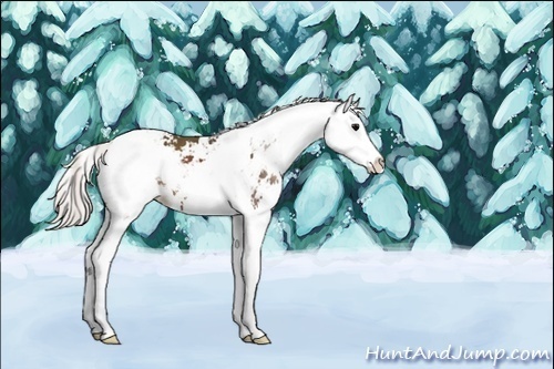 Horse Color:Silver Black Sabino Splash 