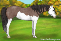 Horse Color:Bay Roan Splash 
