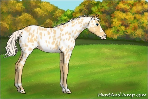 Horse Color:Silver Amber Cream Champagne Roan Frame Appaloosa 