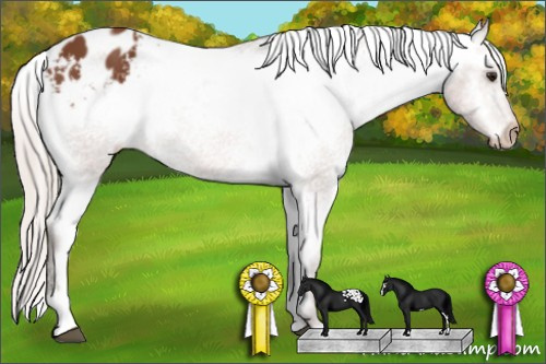 Horse Color: Silver Bay Sabino Blanket 