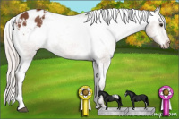 Horse Color:Silver Bay Sabino Appaloosa 