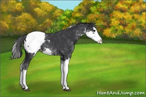Horse Color:Black Sabino Splash Snowcap Rabicano 