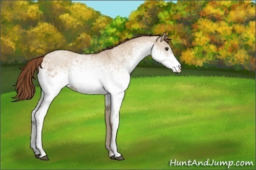 Horse Color:White Spotted Red Dun