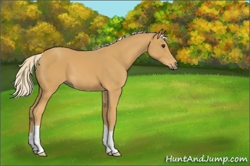 Horse Color:Palomino 