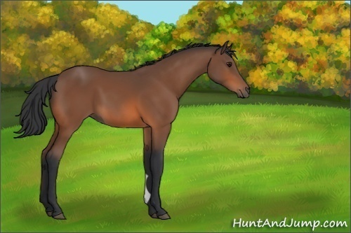 Horse Color:Unknown 