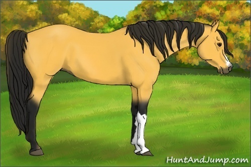 Horse Color:Unknown 