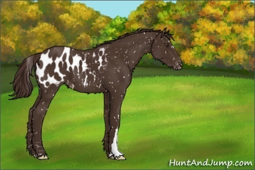 Horse Color:Liver Chestnut Appaloosa 