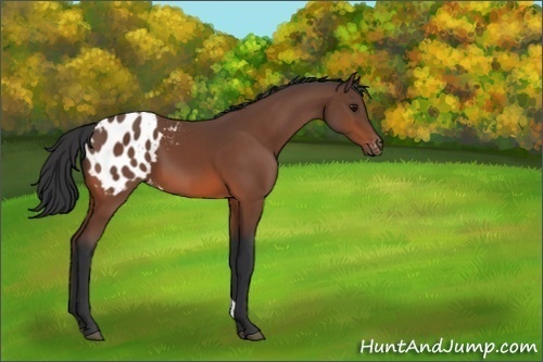 Horse Color:Bay Appaloosa
