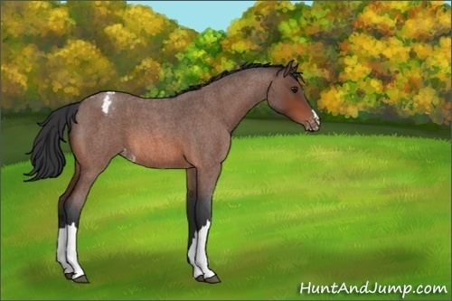 Horse Color:Brown Roan Appaloosa