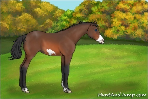 Horse Color:Bay Frame 