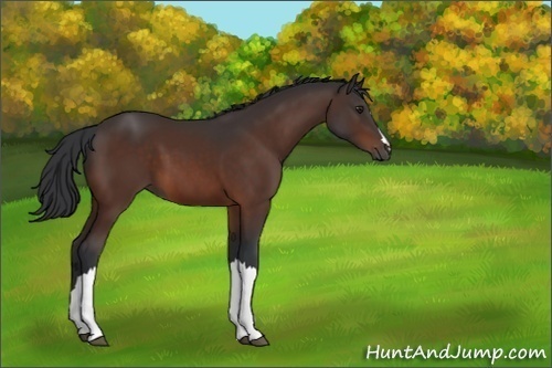 Horse Color:Brown 