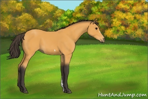Horse Color:Buckskin Frame 