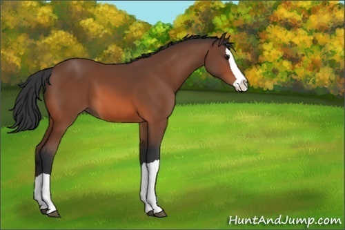 Horse Color:Bay Splash 