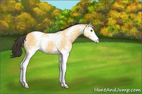 Horse Color:White Spotted Buckskin Dun 