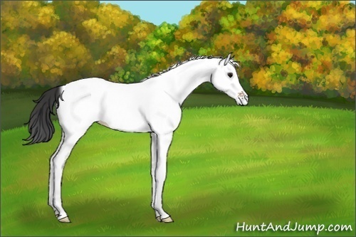 Horse Color:White Spotted Bay Dun 