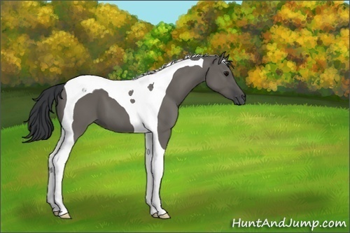 Horse Color:Grullo Tobiano
