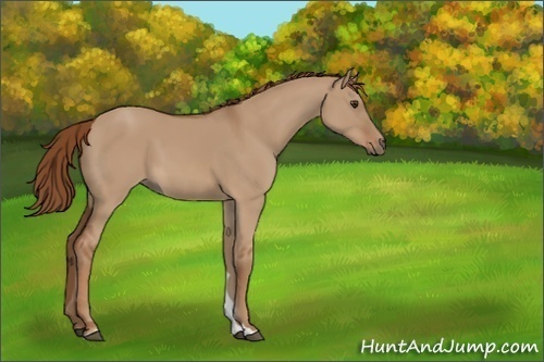 Horse Color:Red Dun