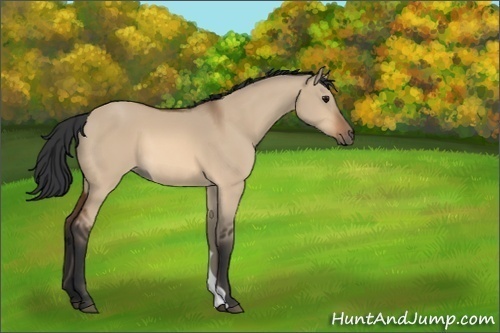 Horse Color:Bay Dun 