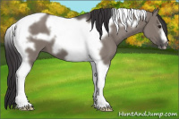 Horse Color:Smoky Grullo Tobiano Frame 