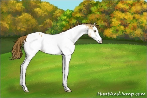 Horse Color:White Spotted Buckskin Dun Splash Appaloosa 
