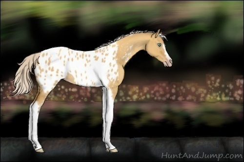 Horse Color:Gray Silver Amber Cream Champagne Roan Dun Splash Tobiano Frame Appaloosa Rabicano 