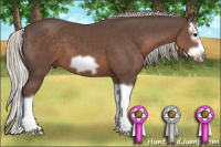 Horse Color:Silver Black Splash Frame