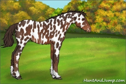 Horse Color:Liver Chestnut Tobiano Near Leopard 