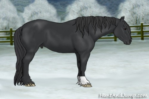 Horse Color: Black 
