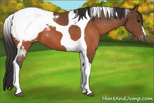 Horse Color:Brown Tobiano Appaloosa 