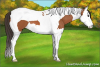 Horse Color:Bay Splash Tobiano 