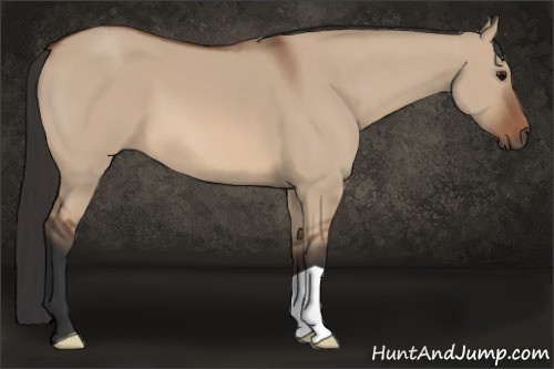 Horse Color: Bay Dun 