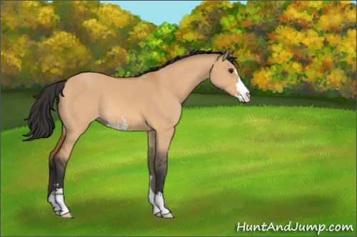 Horse Color:Bay Dun Sabino 
