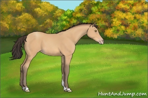 Horse Color:Amber Champagne 